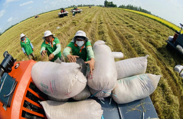 Gạo Việt duy trì lợi thế trên thị trường xuất khẩu