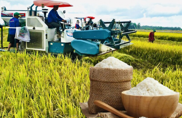 Nông dân ĐBSCL thêm kỳ vọng khi giá lúa gạo phục hồi