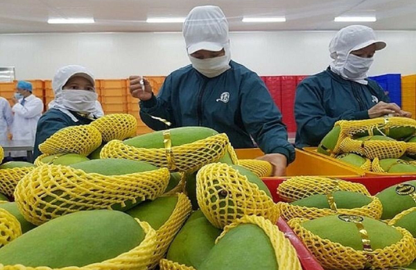5 tháng xuất khẩu rau quả đạt gần 3 tỷ USD