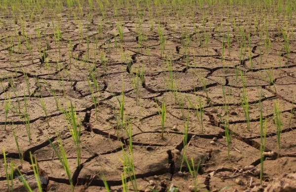 Sản xuất trồng trọt phía Nam chủ động ứng phó El Nino
