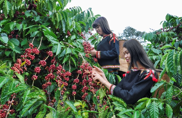 Lo ngại nguồn cung giá cà phê tăng trở lại