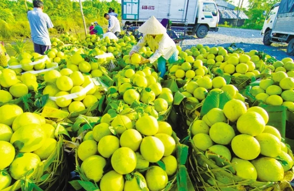 Xử lý nghiêm gian lận mã số vùng trồng, cơ sở đóng gói