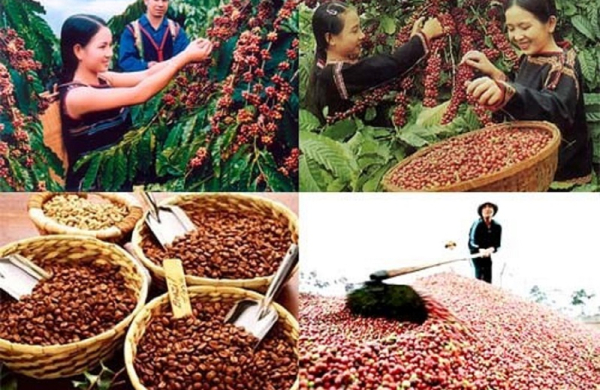 Xuất khẩu cà phê vẫn chịu sức ép lớn từ giá