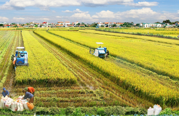 Đề xuất bỏ yêu cầu mã số vùng trồng riêng đối với lúa gạo