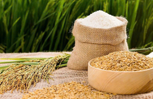 Giá gạo Việt Nam xuất khẩu cao nhất gần hai tháng