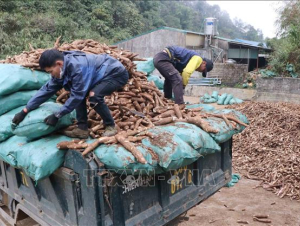 Sắn rớt giá mạnh, nông dân Lai Châu thất thu