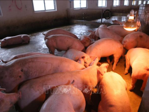 Người chăn nuôi gặp khó khi tái đàn