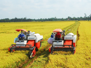 Xuất khẩu gạo tăng, nhưng giá giảm