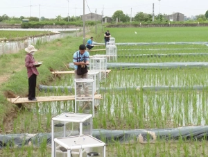 Thí điểm mô hình trồng lúa giảm phát thải khí nhà kính