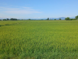  Đồng Tiến (Hà Tĩnh) - Điểm sáng giữa vụ Hè Thu bị sâu bệnh gây hại nghiêm trọng