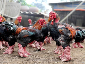 Đặc sản gà Đông Tảo hút khách dịp Tết