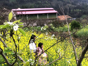 Du khách ‘lạc lối’ trong sắc hoa xuân cao nguyên trắng Bắc Hà