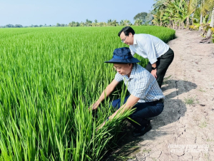 Đề án 1 triệu hecta lúa: Đi đúng hướng, kết quả tích cực