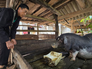 Nông dân chưa mặn mà với bảo hiểm nông nghiệp