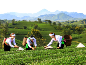 Phát triển sản phẩm OCOP gắn với du lịch – hướng đi gia tăng giá trị và thương hiệu địa phương