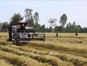 Giá lúa gạo xuất khẩu tiếp tục tăng