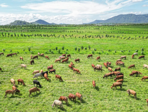 Cuộc đua chăn nuôi năm 2026 bùng nổ: Loạt 