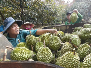 Chuẩn hóa sản xuất, nâng tầm thương hiệu sầu riêng Việt