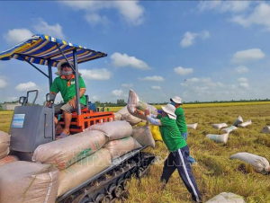 Ngành lúa gạo hướng tới nâng cao quyền định giá và thu nhập cho nông dân