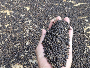 5 tháng đầu năm xuất khẩu hồ tiêu tăng 21,7%
