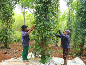 Giá trị kép từ sản xuất hồ tiêu hữu cơ