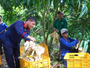 Du lịch nông nghiệp mở hướng tăng giá trị cho ngành hàng xoài