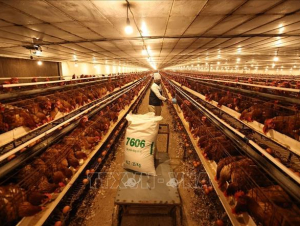 Chăn nuôi Việt Nam chuyển từ cạnh tranh bằng sản lượng sang tiêu chuẩn