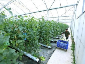 Địa phương còn lúng túng trong triển khai phát triển khoa học công nghệ