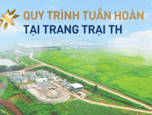 Vòng đời khép kín của chất thải tại Cụm trang trại bò sữa quy mô hàng đầu thế giới