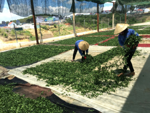 Đổi mới đào tạo chất lượng nguồn nhân lực nông thôn 