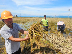Hộ nghèo, cận nghèo được hỗ trợ tới 95% phí bảo hiểm nông nghiệp