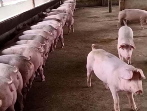 Bảo vệ môi trường gắn với trách nhiệm trong hoạt động chăn nuôi 