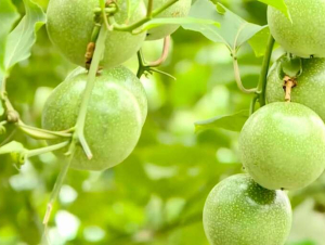 Chanh leo Việt Nam tăng trưởng xuất khẩu phải đi cùng chuẩn hóa