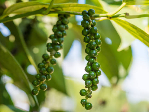 Hồ tiêu và bài toán giá trị gia tăng sau cánh đồng