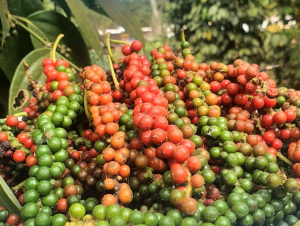 Hồ tiêu bị nhiễm chất sudan: Cảnh báo và giải pháp