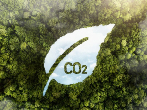 Tín chỉ carbon: Đã đến lúc doanh nghiệp nhỏ vào cuộc?