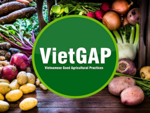 Chứng nhận GAP – Chuẩn mực lớn, cánh cửa nhỏ