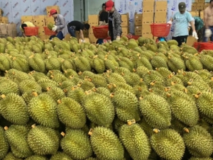 Sầu riêng Thái Lan lao đao