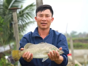 Chông chênh nghề nuôi cá vược