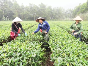 Sản xuất chè liên kết, nông dân hết lo âu