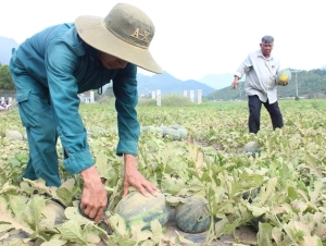 Dưa hấu được mùa, giá giảm nhưng nông dân vẫn lãi khá
