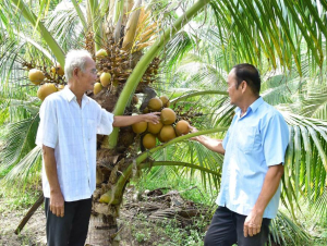 Chuyển đổi từ trồng lúa bấp bênh sang dừa chuyên canh cho năng suất cao
