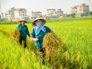 Giảm lệ thuộc hóa chất, bước chuyển tất yếu của nền nông nghiệp hiện đại