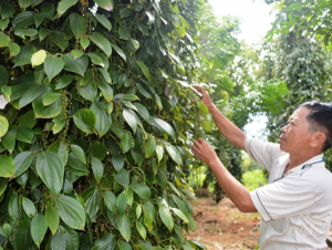 Nông dân 
