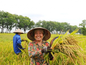 Người trồng lúa khấn khởi khi giá gạo xuất khẩu tăng trở lại