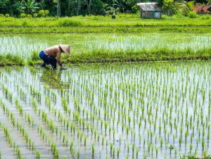 Khuyến cáo nông dân tăng kiểm tra đồng ruộng, phòng trừ sâu bệnh hại lúa