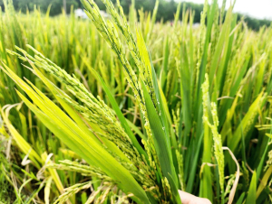 Người dân Nghệ An đứng ngồi không yên vì lúa không kết hạt