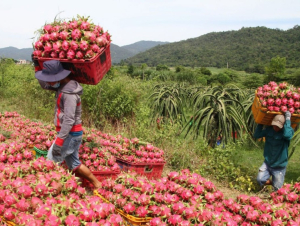 Siết kiểm soát chất lượng để giữ thị trường Trung Quốc