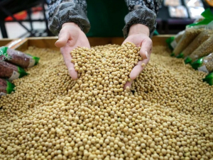 Trung Quốc nhập khẩu đậu tương đạt mức cao kỷ lục trong tháng 5/2025