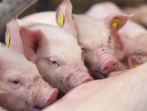 Trung Quốc siết sản lượng heo để cứu giá